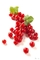lingonberry;huckleberry;mountain cranberry; cowberry;  Vape e-liquid e juice flavor concentrate flavoring flavour