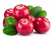 lingonberry;lowbush cranberry;Bilberry Vape e-liquid e juice flavor concentrate flavoring flavour